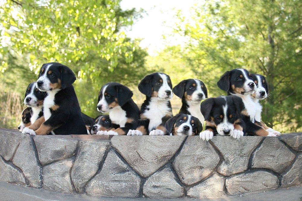 Entlebucher Mountain Dog moving at a run