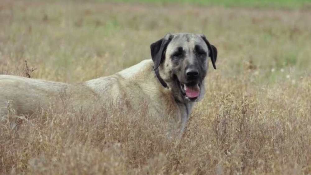 Thick-coated livestock guardian dog with a pale coat