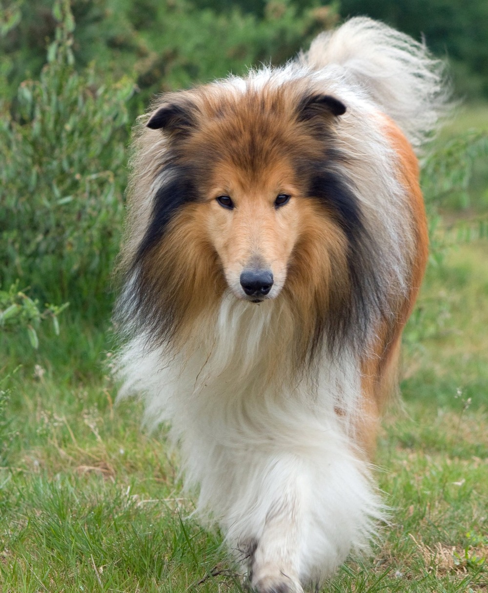 Rough Collie head and shoulders