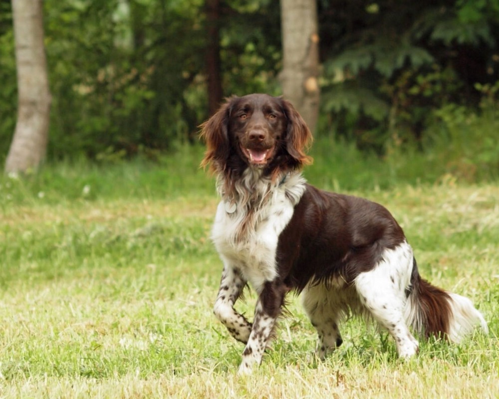 Small Münsterländer Pointer running across grass