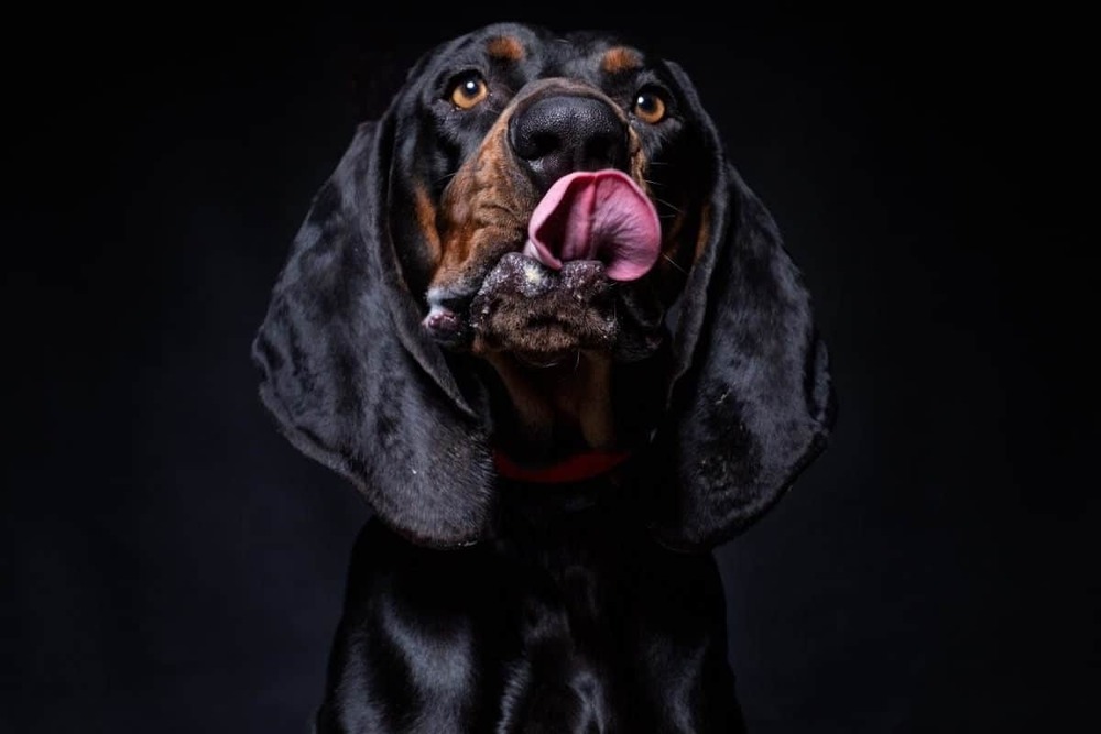 Gończy Polski moving through a wooded area