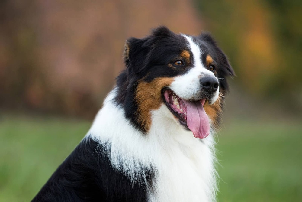 Australian Shepherd portrait with alert expression
