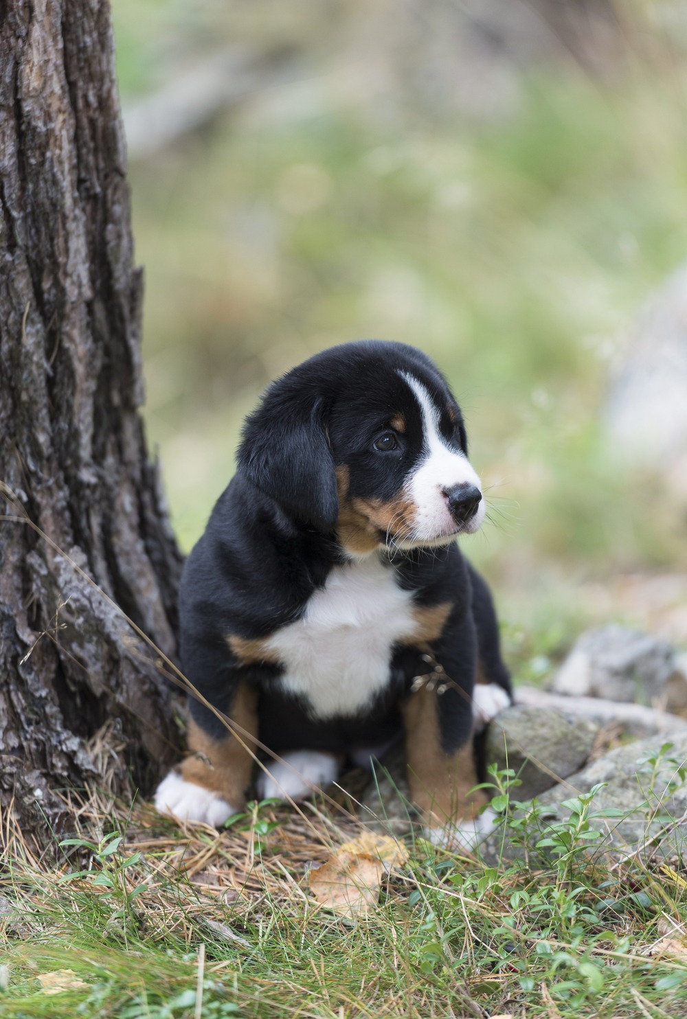 Tri-colour Appenzeller Sennenhund profile