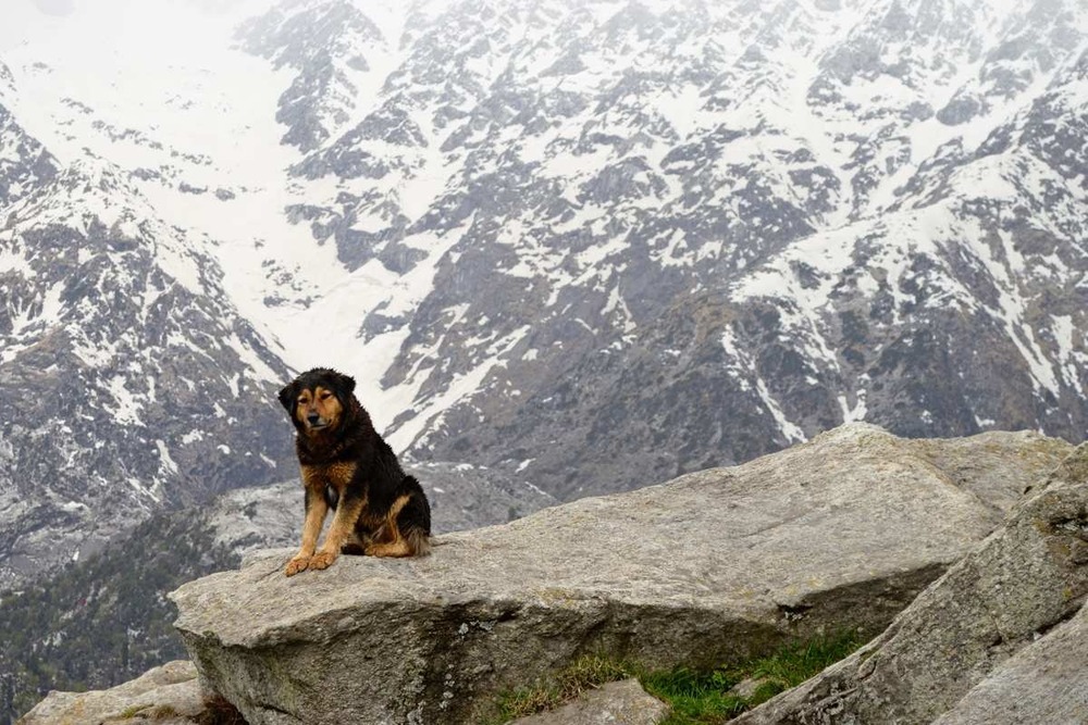 Large long-haired dog outdoors in cool weather