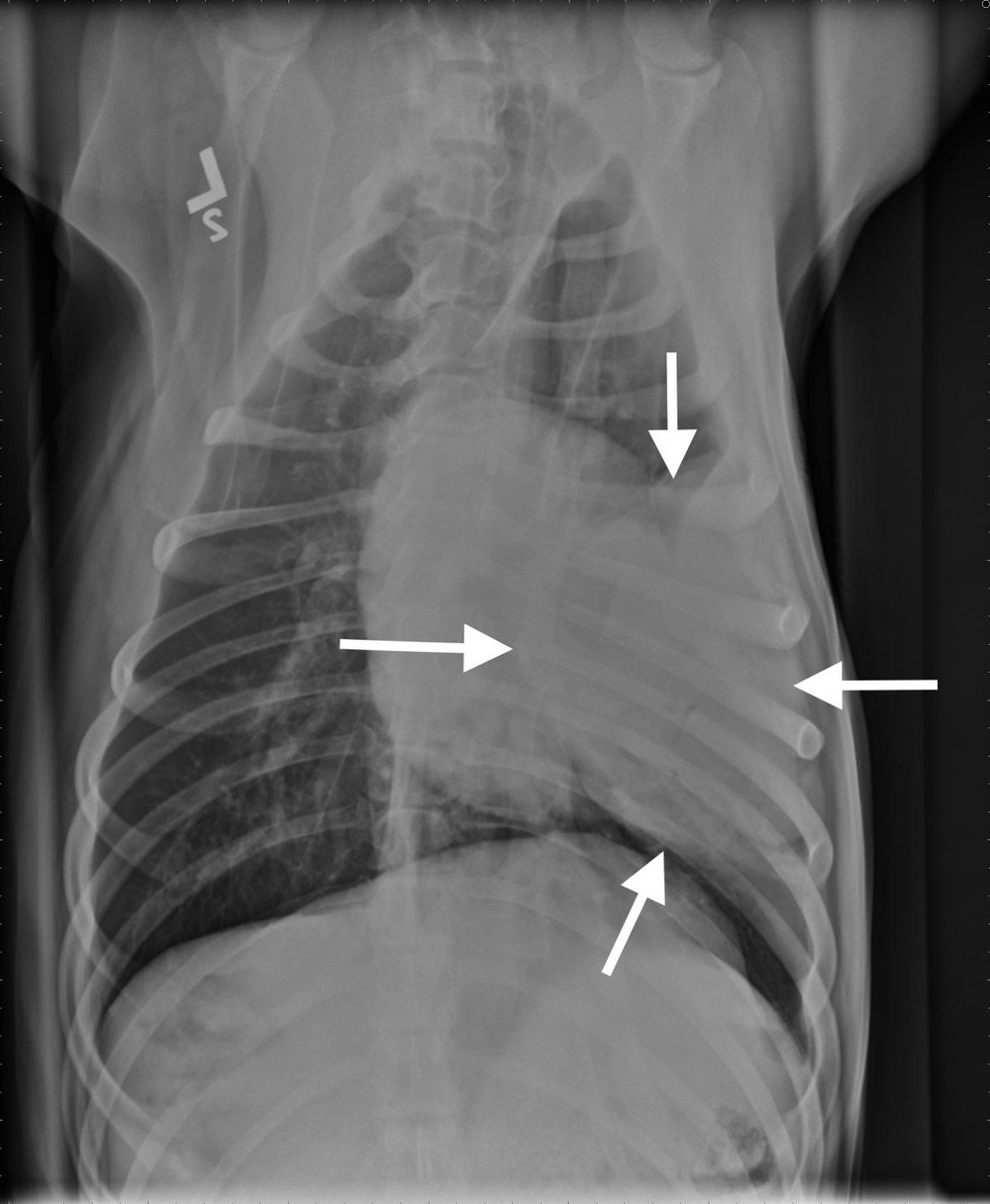 Dog at a veterinary visit