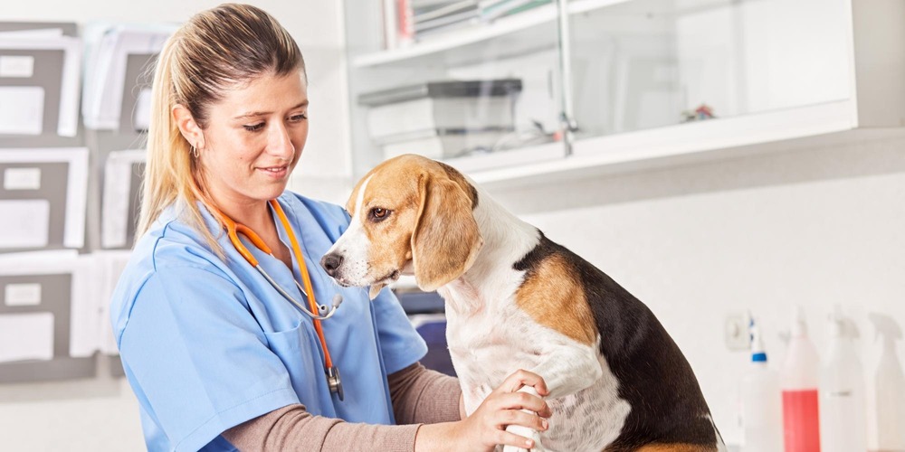 Dog being checked for itchy skin