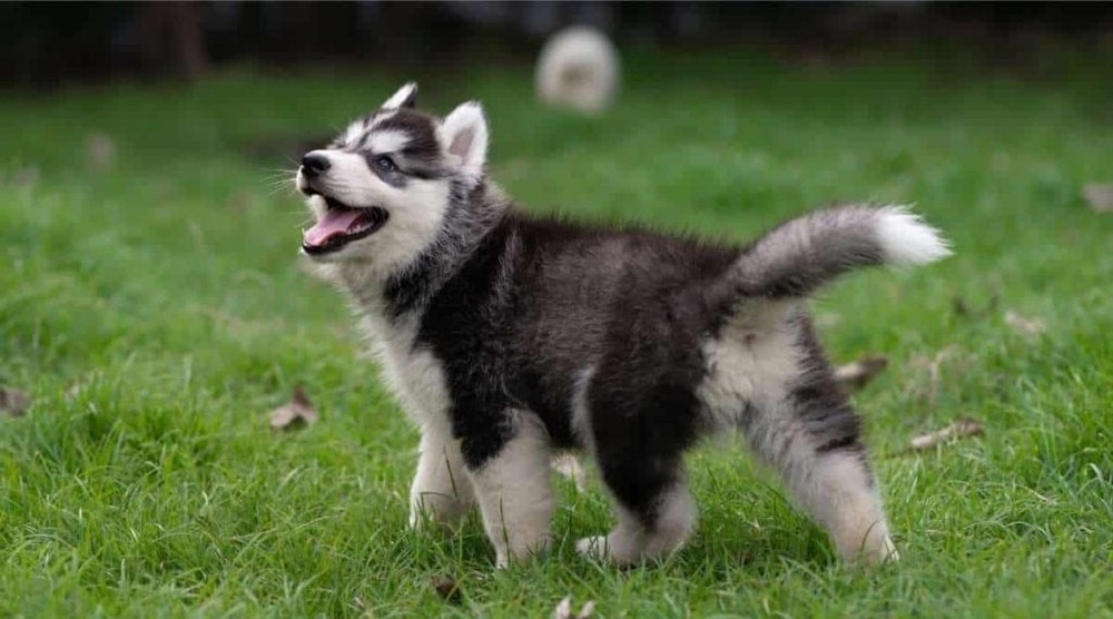 Alaskan Husky close-up