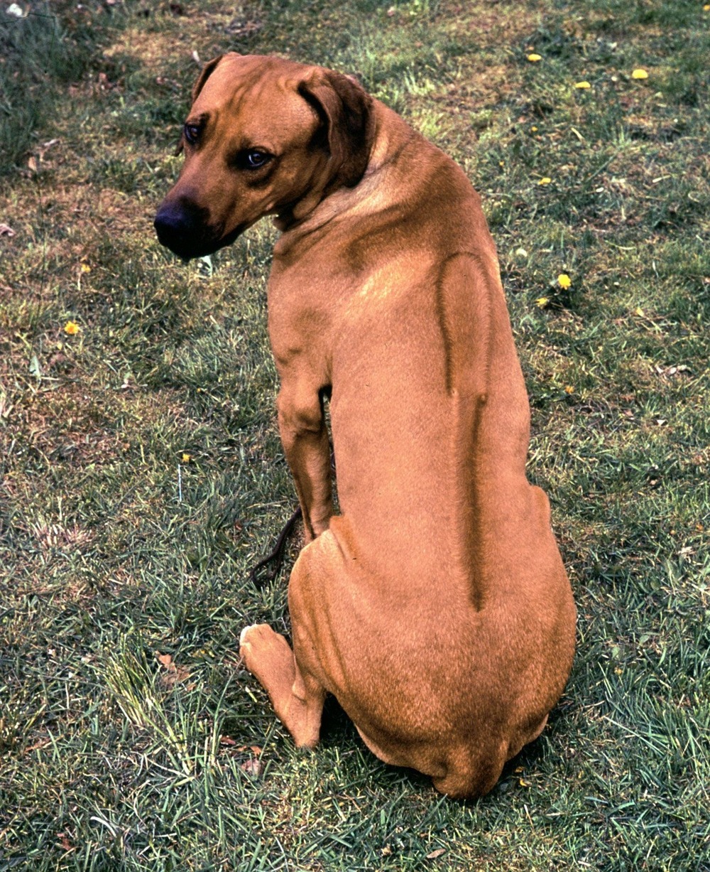 Rhodesian Ridgeback looking attentive outdoors