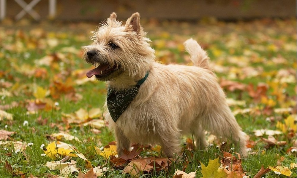 Cairn Terrier sitting calmly at home