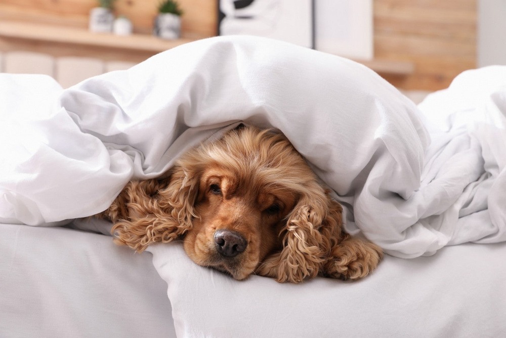 Small dog being examined by a vet