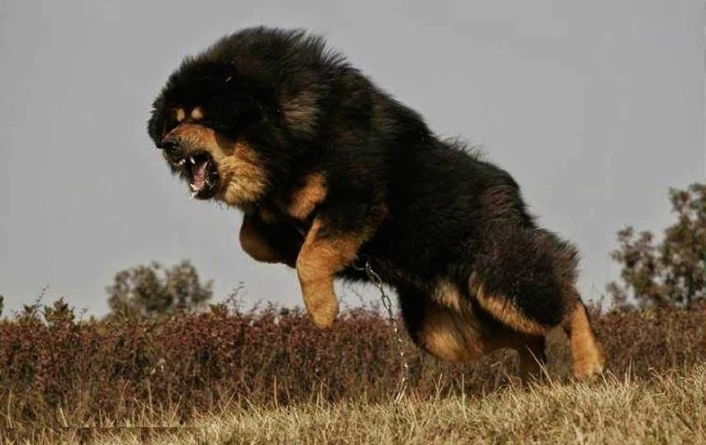Tibetan Mastiff looking alert