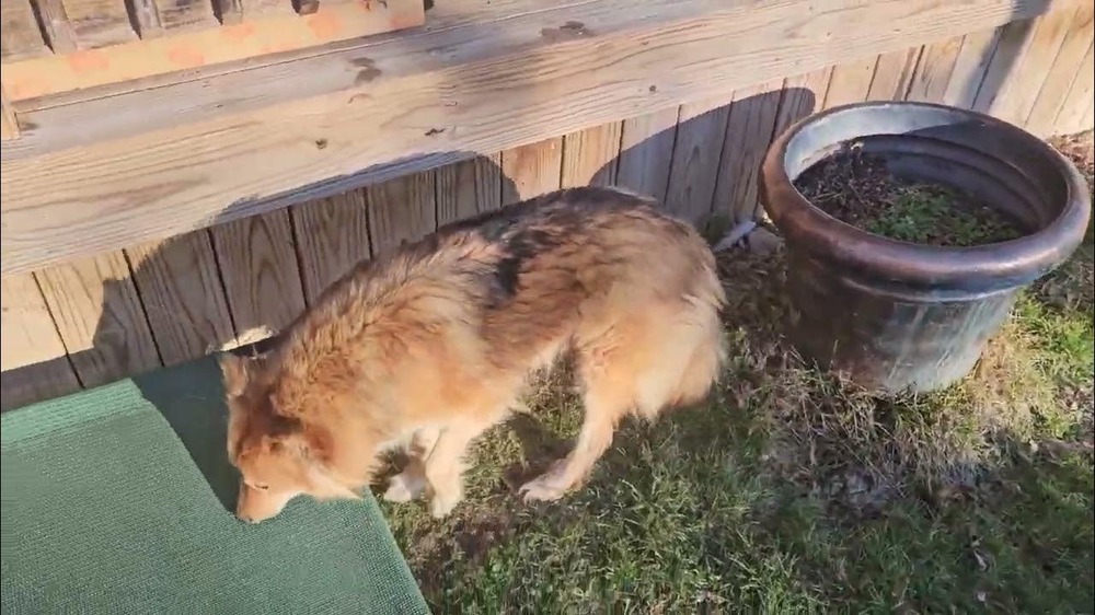 Nenets herding laika with dense coat and erect ears