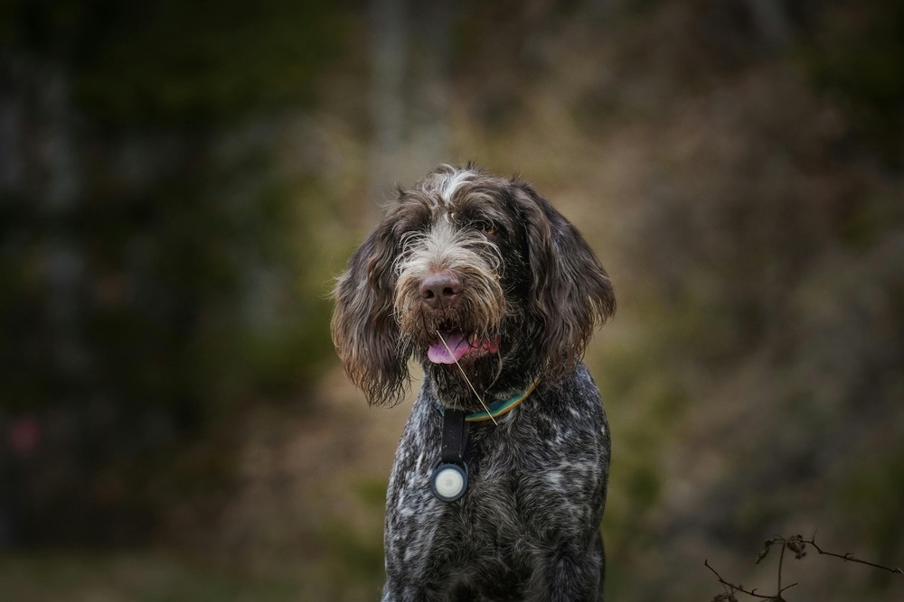 Close view of a short coat on a white and orange hound