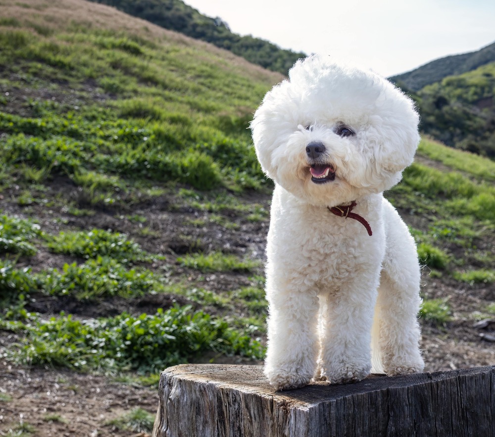 Bichon Frise face close up