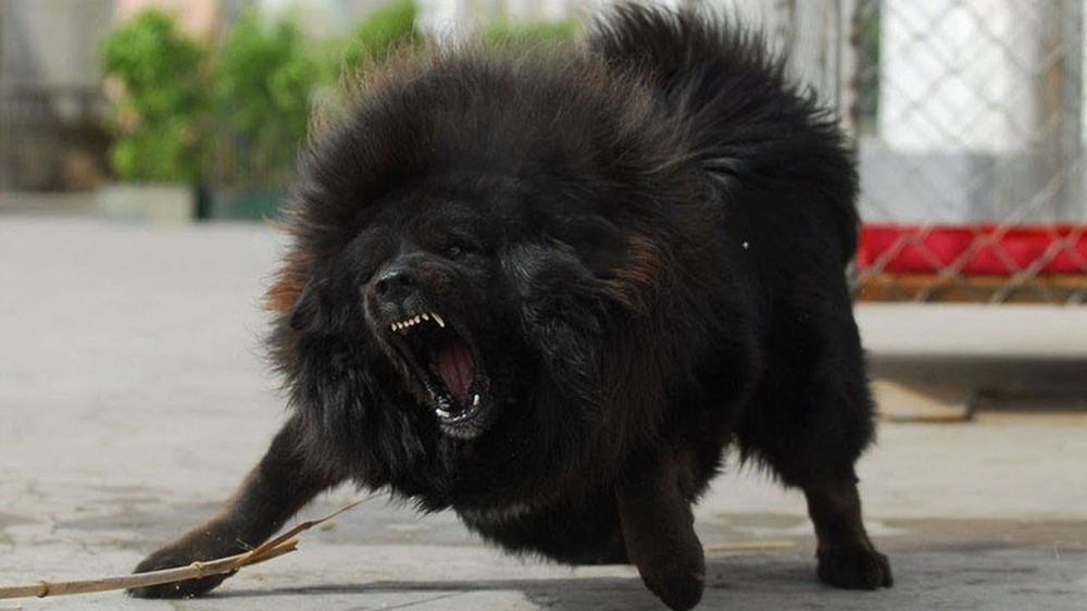 Tibetan Mastiff resting on the ground