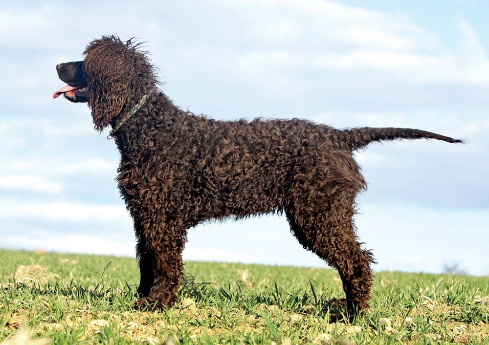 Close view of Irish Water Spaniel curls