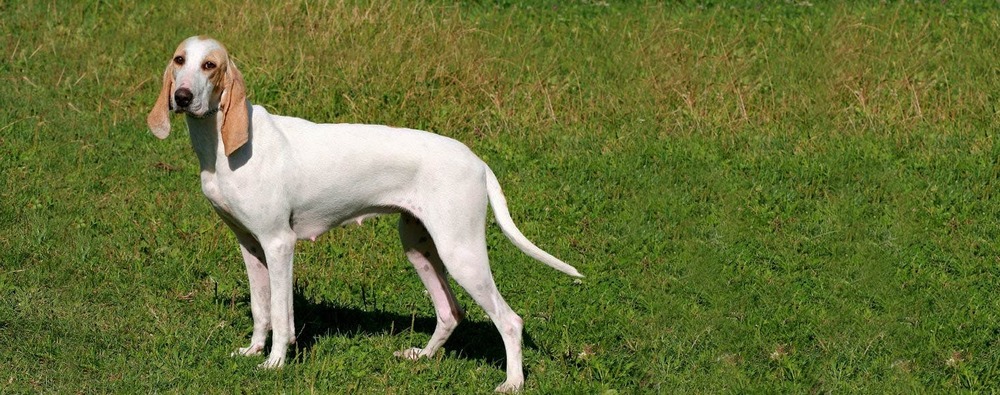 Porcelaine dog close up showing white coat and orange markings
