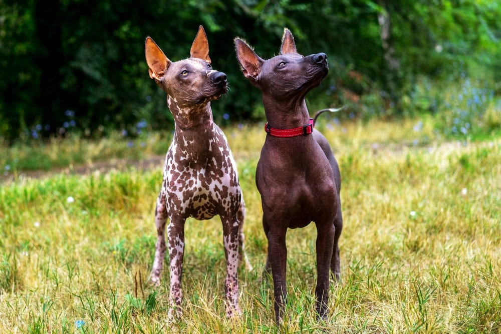 Xoloitzcuintle looking calm indoors
