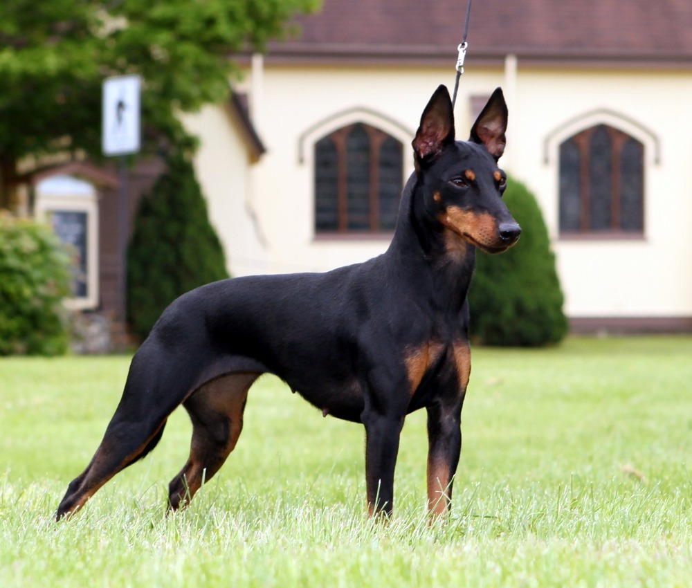 Toy Manchester Terrier portrait with upright ears