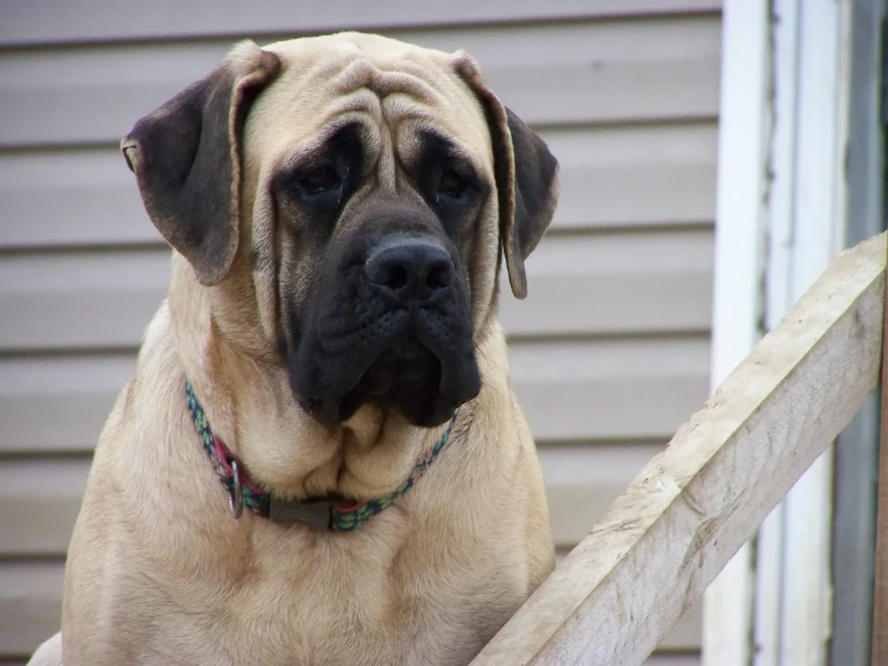 English Mastiff outdoors in natural light