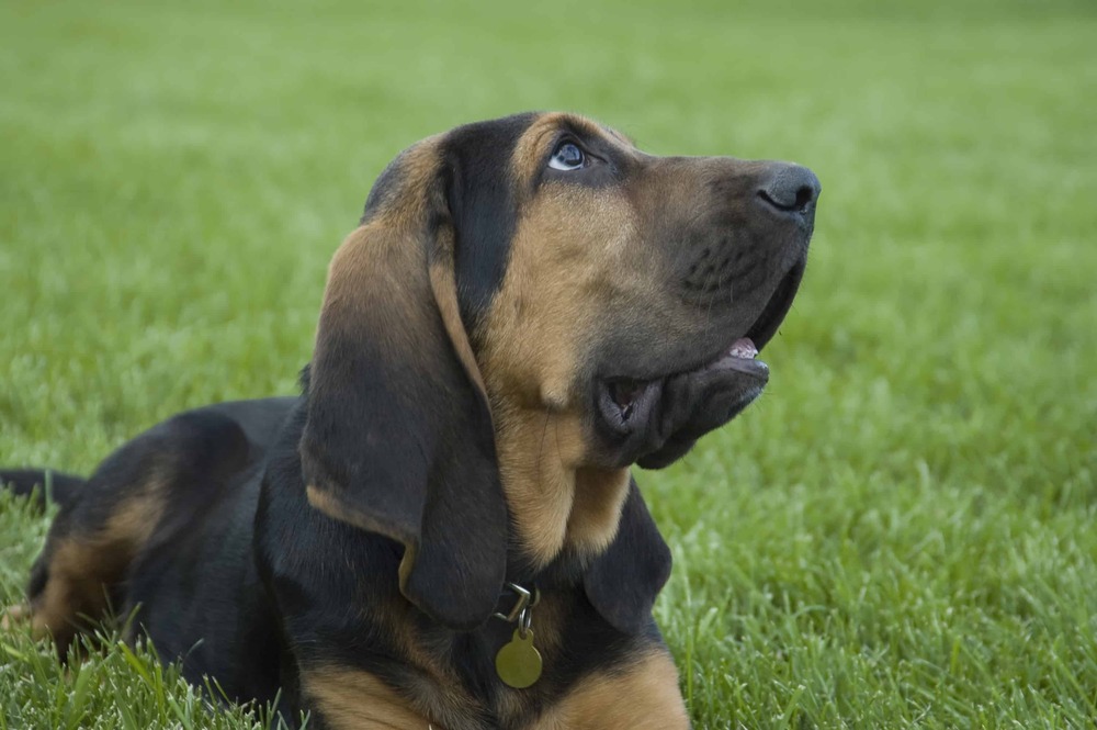 Bloodhound standing alert
