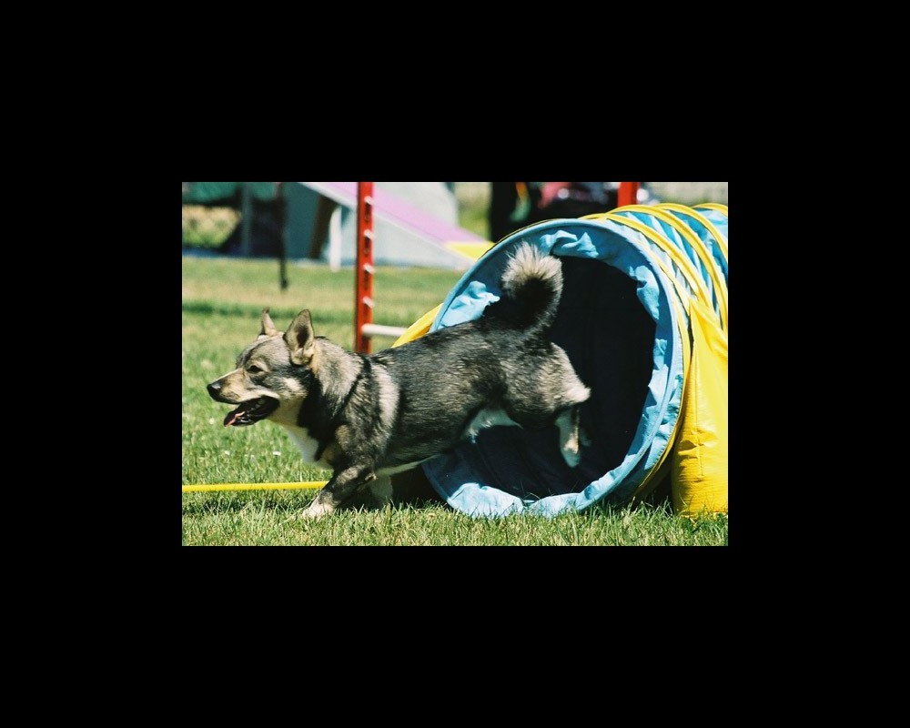 Swedish Vallhund profile showing sturdy build