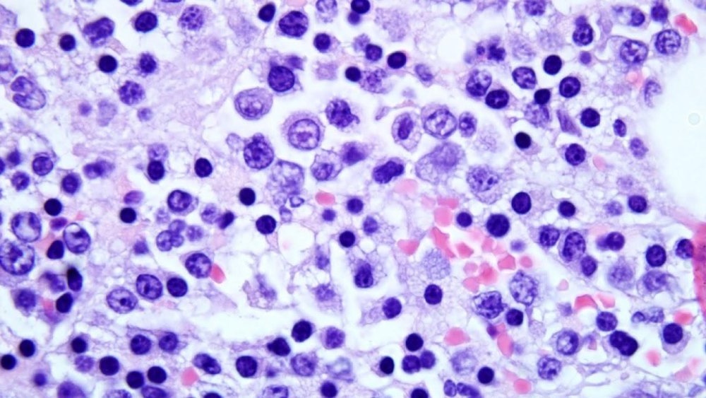 Dog having a calm veterinary examination