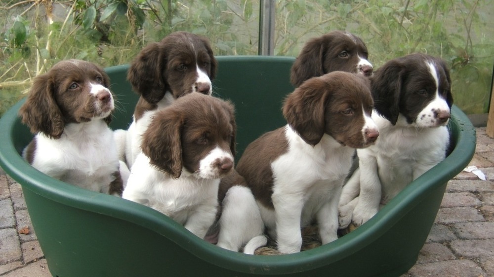 Drentse Patrijshond standing outdoors