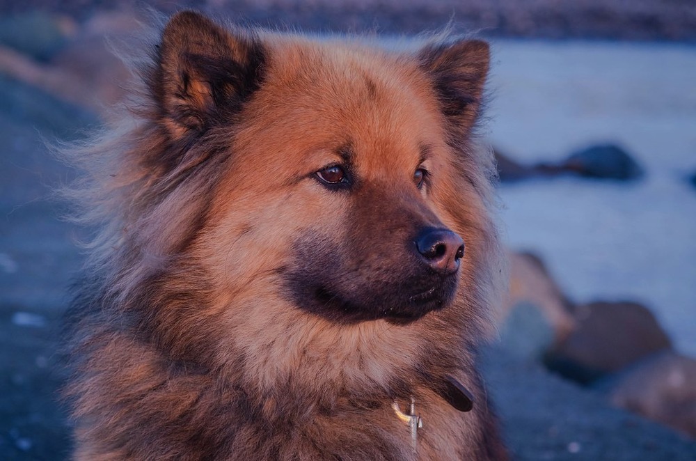 Eurasier resting with fluffy coat