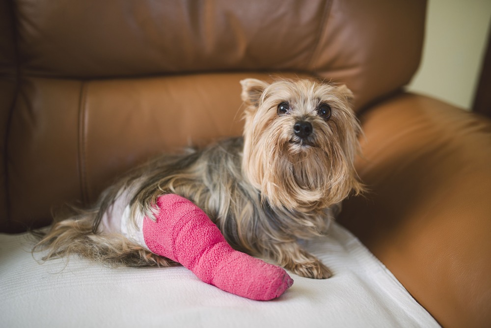 Dog being supervised closely at home