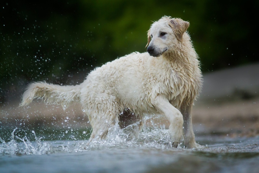 Kuvasz walking with thick feathering on tail and legs