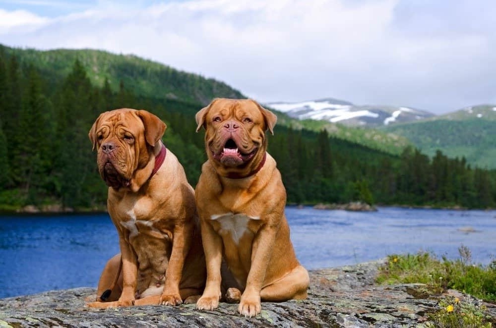 Dogue de Bordeaux outdoors in warm light