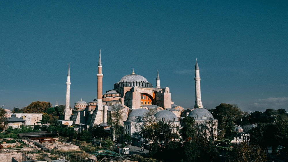 Grand Anglo-Francais Blanc et Orange close-up of head and ears