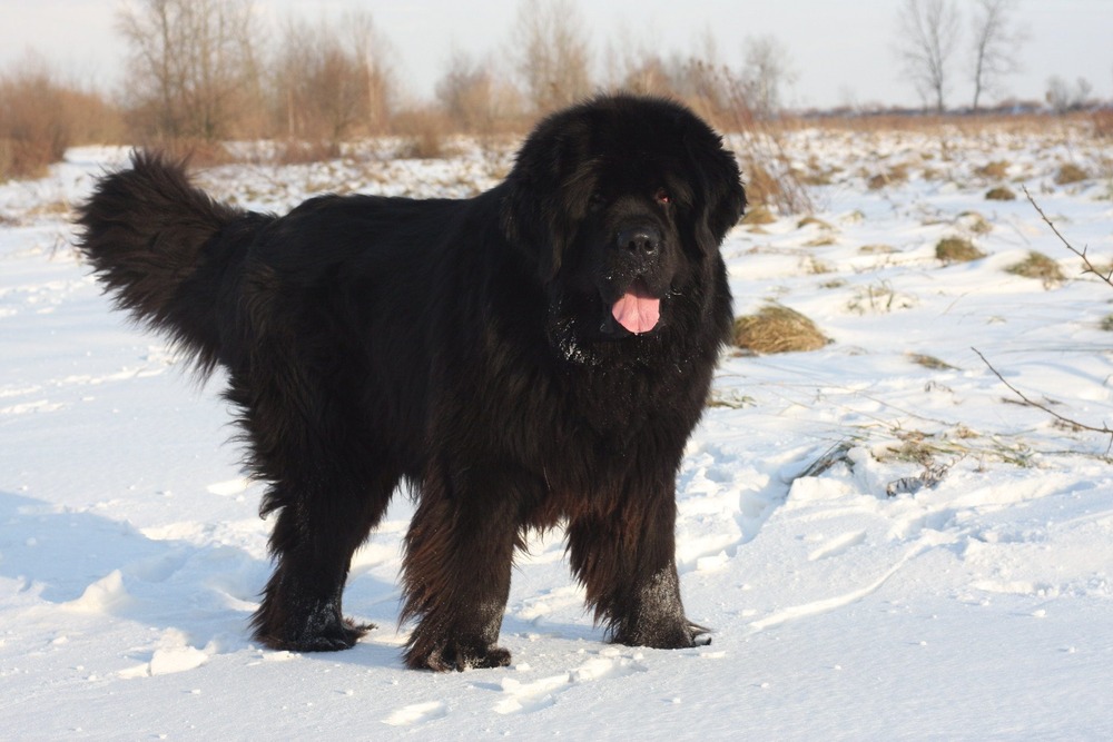 Newfoundland dog walking on lead