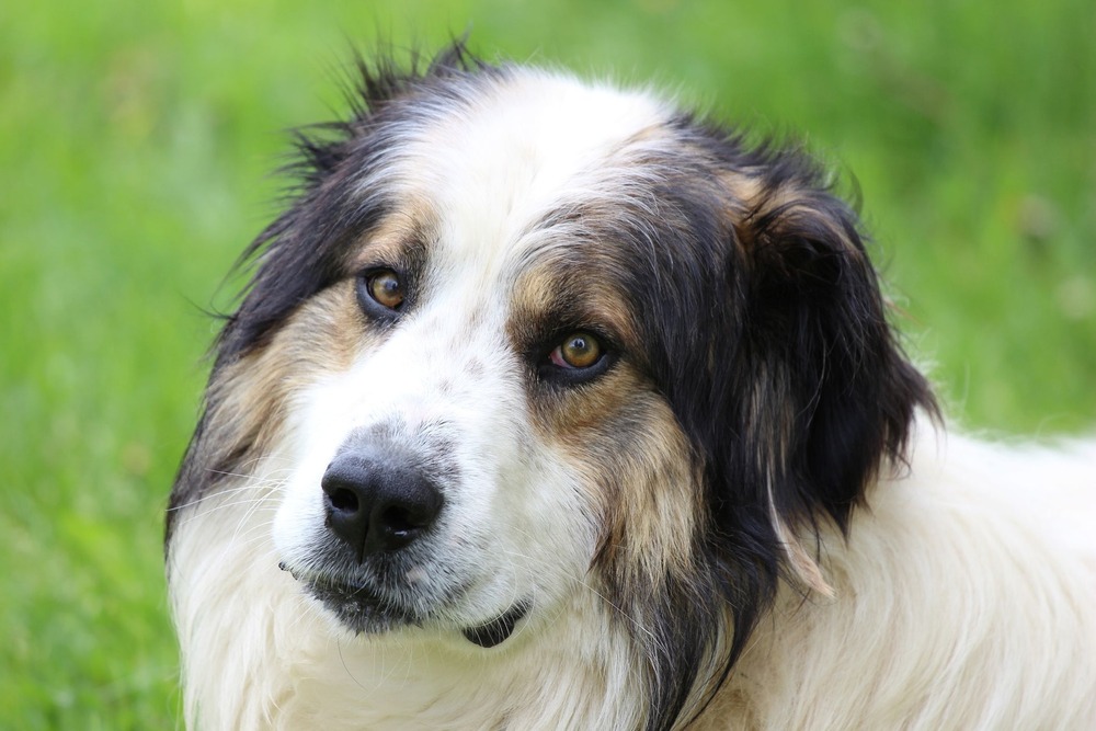 Tornjak walking on grass with tail carried high