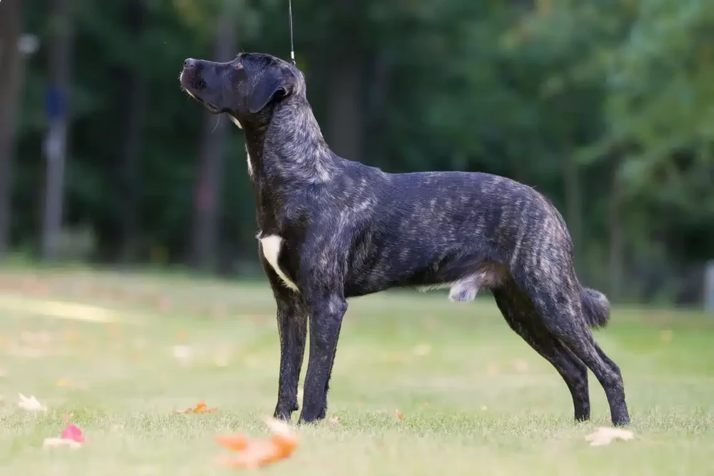 Cão Fila de São Miguel coat and brindle pattern close-up