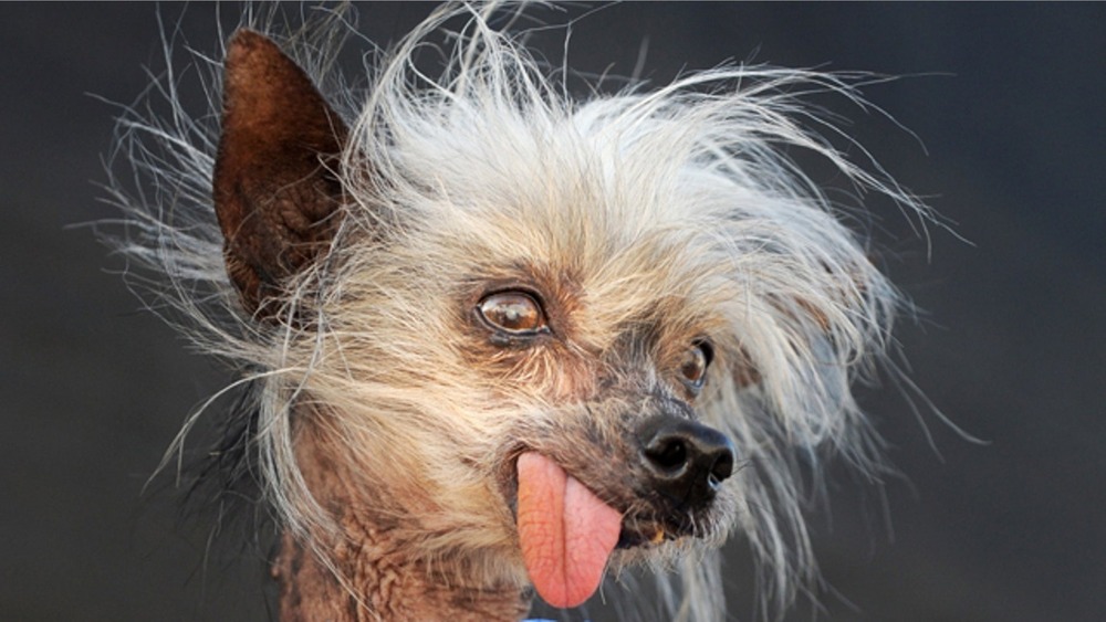 Chinese Crested resting on a blanket