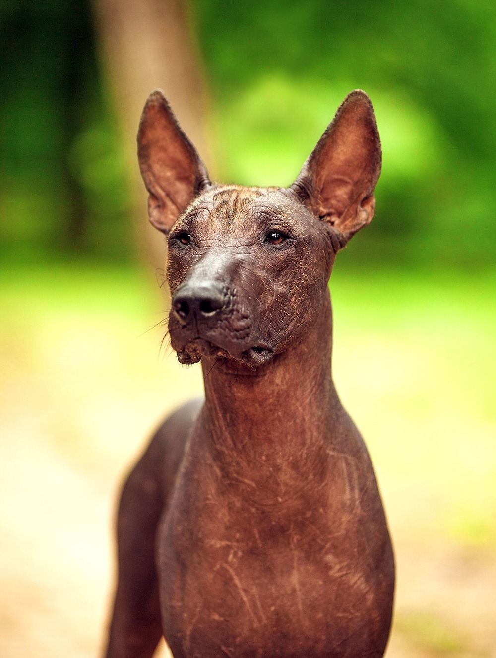 Xoloitzcuintli on a walk outdoors