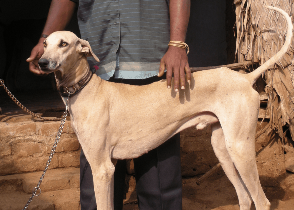 Kanni dog side profile illustration