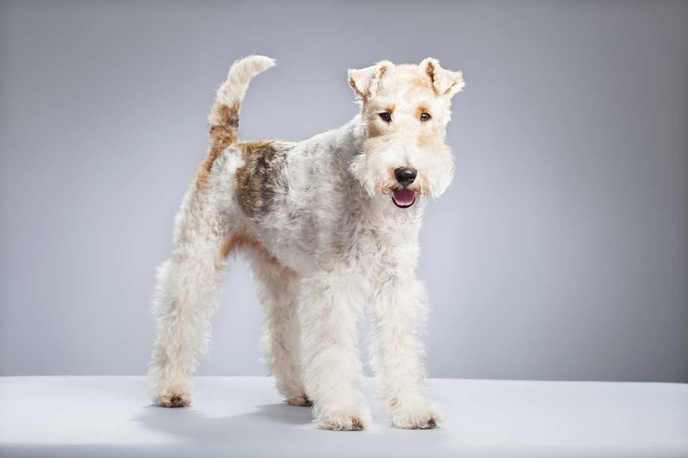 Wire Fox Terrier with tidy groomed coat