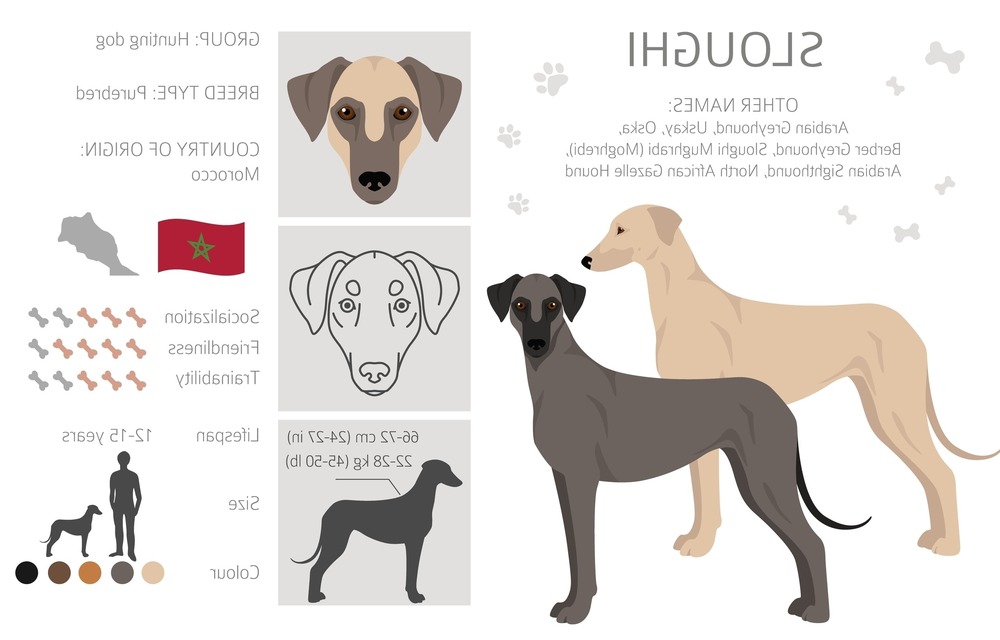 Close view of a Sloughi face and eyes