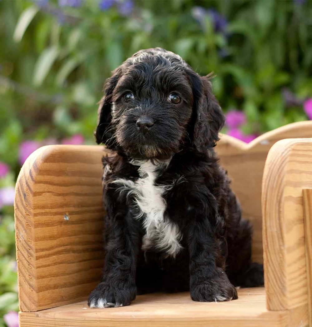 Cockapoo being brushed