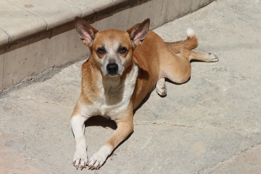Mixed-breed dog resting