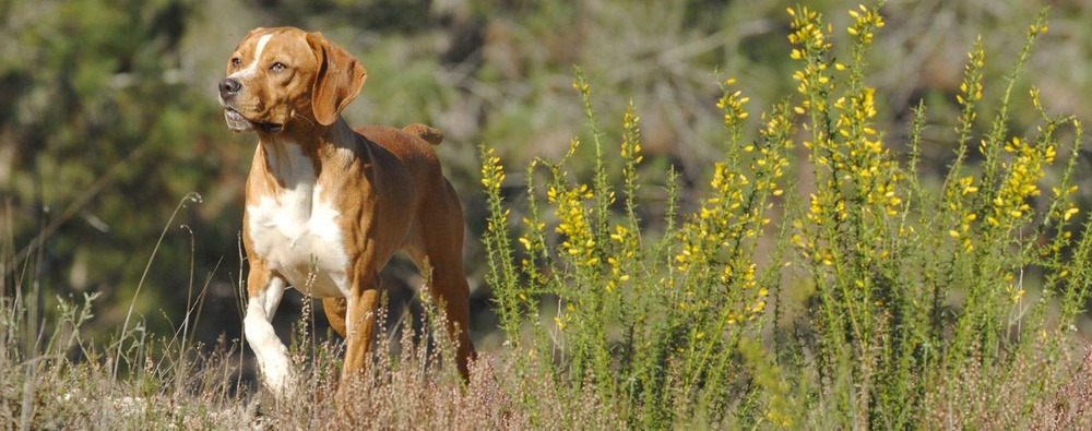Portuguese Pointer standing outdoors