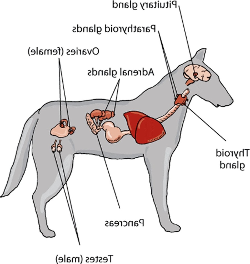 Owner and dog walking together on a lead