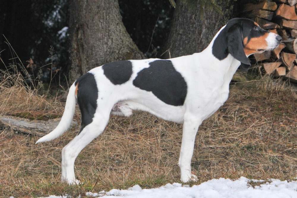 Swiss hound walking on grass