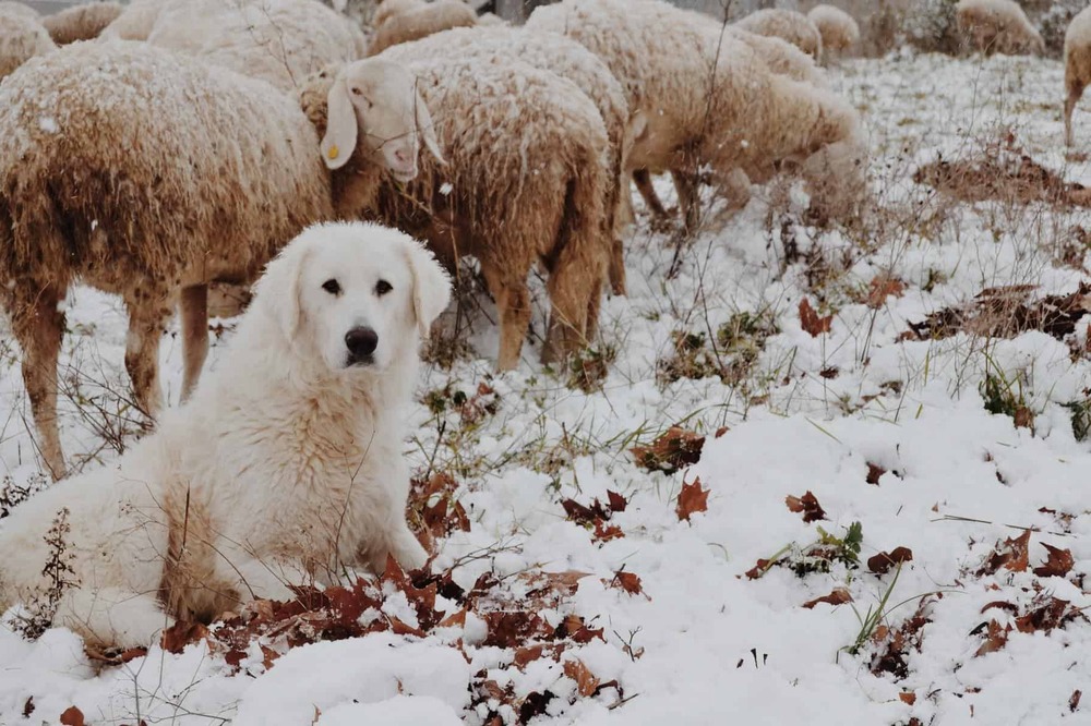 Large guardian dog lying on grass