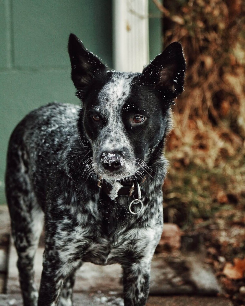 Australian Stumpy Tail Cattle Dog sitting attentively
