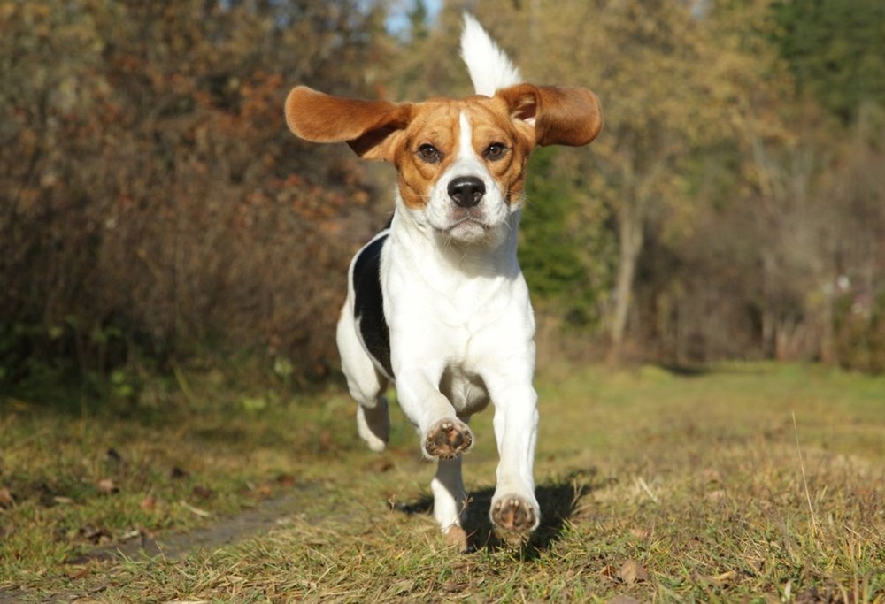 Gundog working outdoors