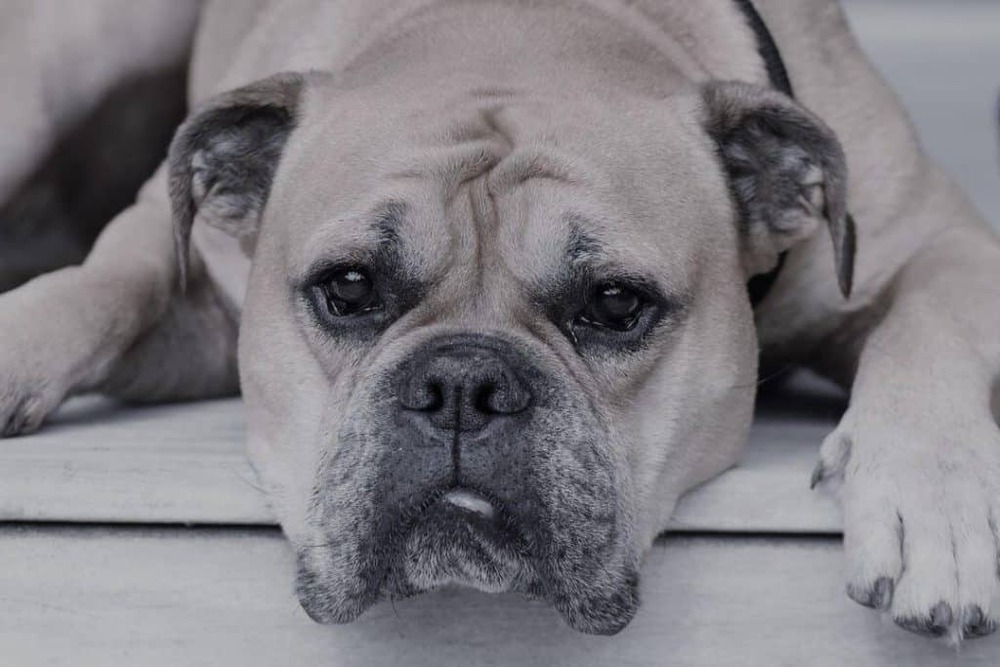Continental Bulldog walking on a lead